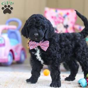 Duncan, Newfypoo Puppy